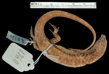 Media type: image;   Herpetology R-20134